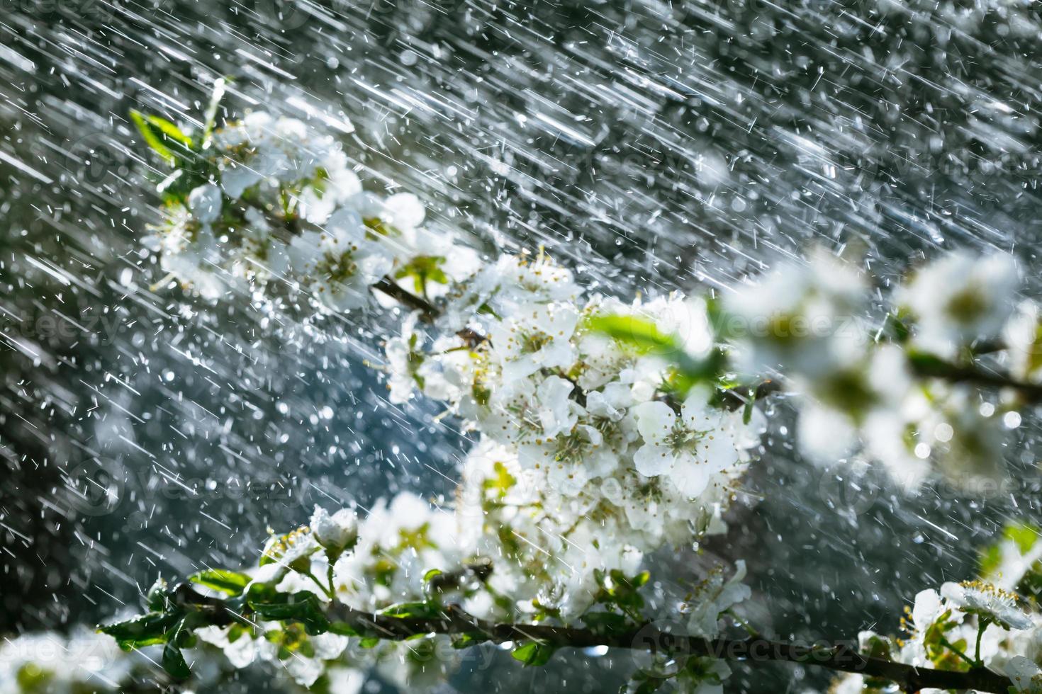 Spring rain in the garden photo