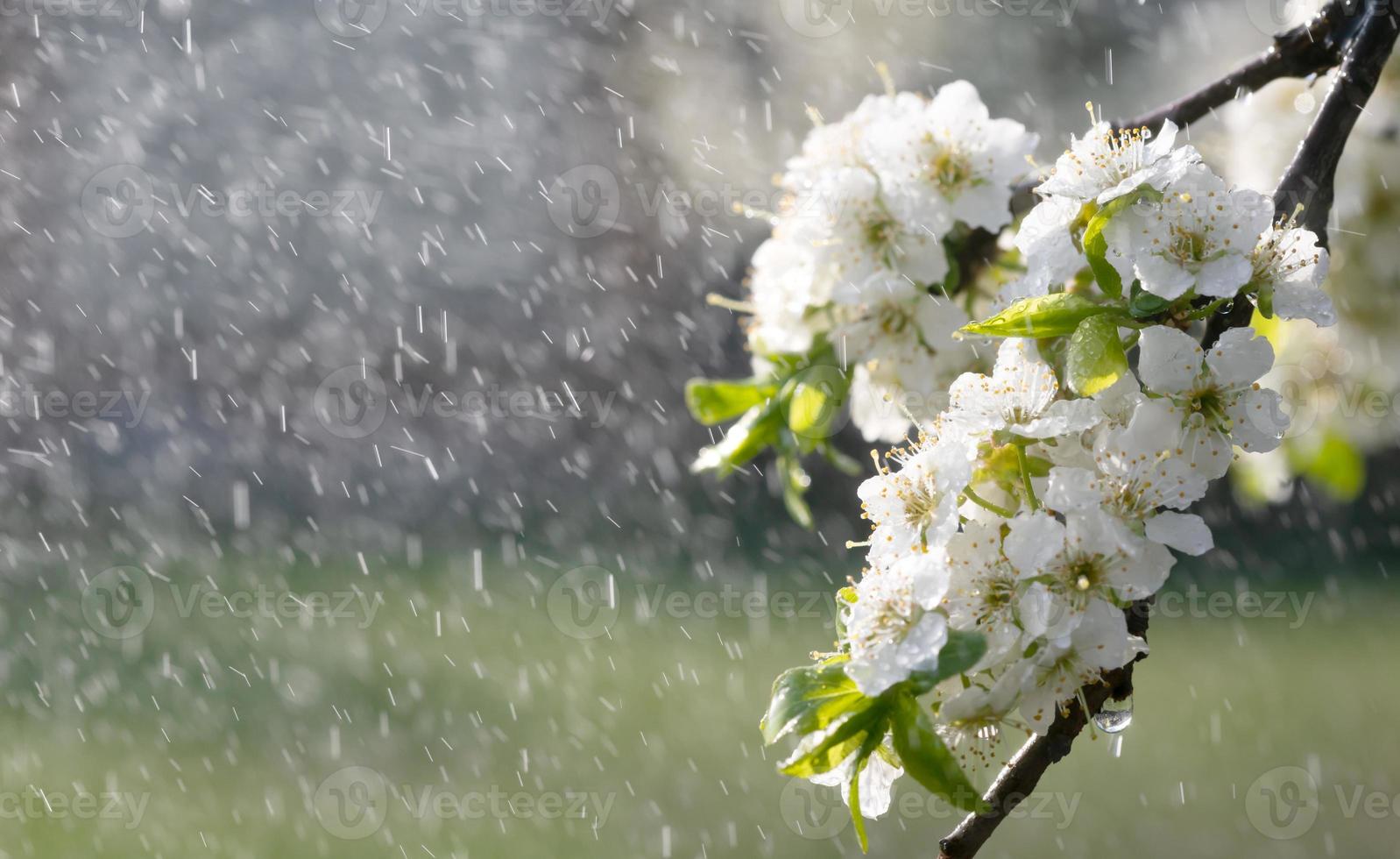 lluvia de primavera en el jardín foto