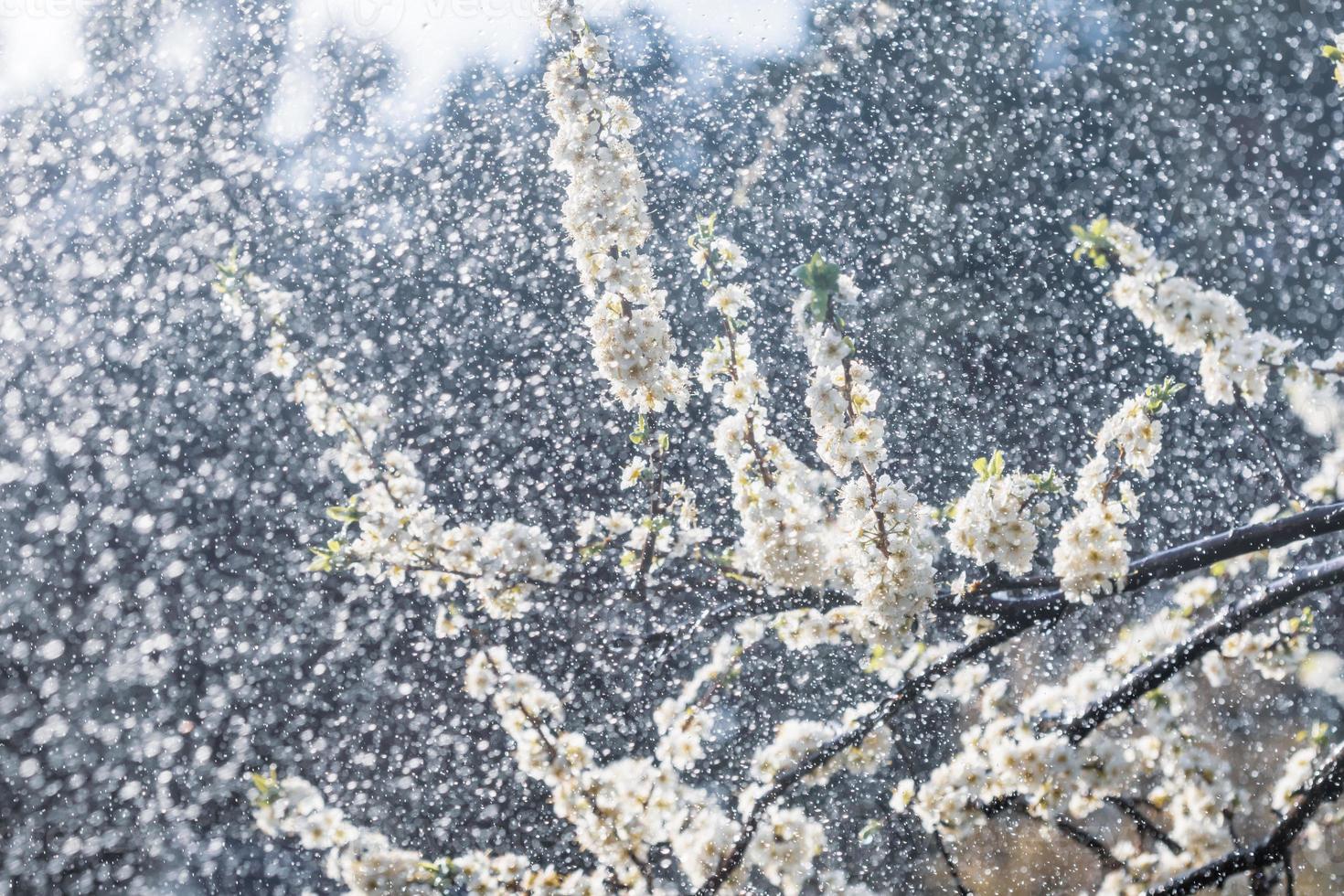 Spring rain in the garden photo