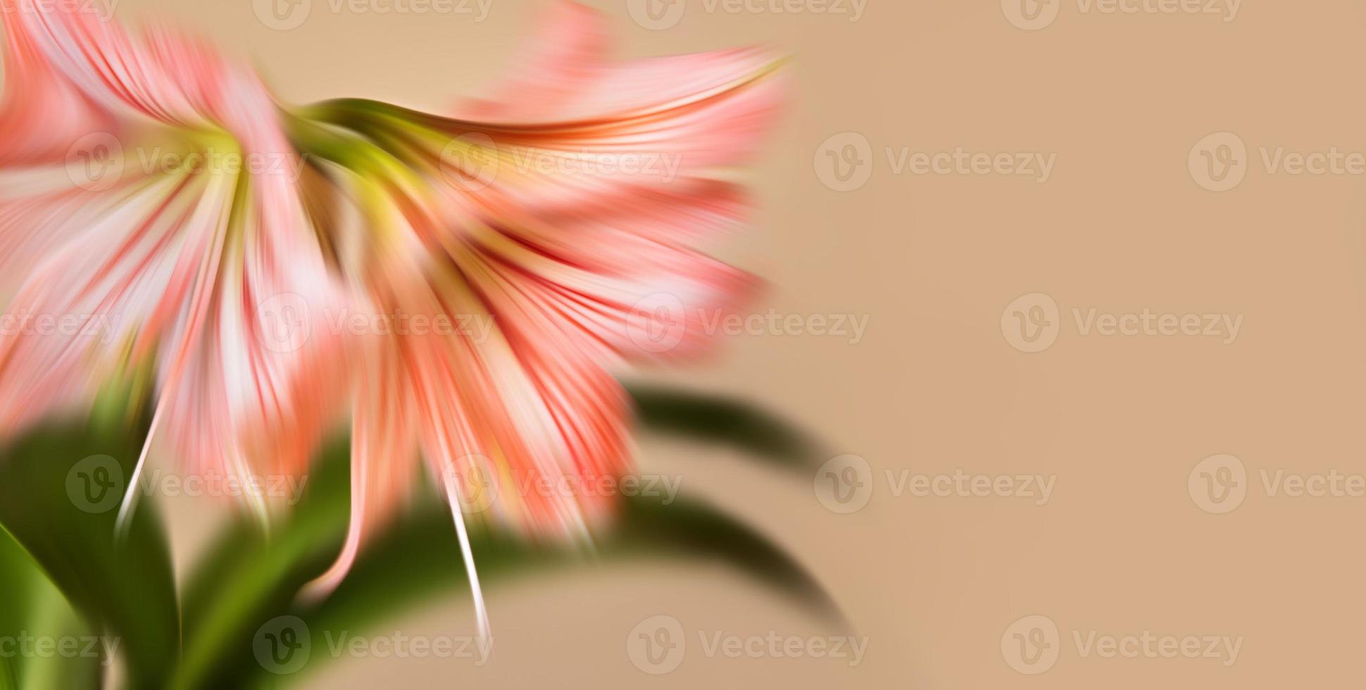 Blurred amaryllis flowers photo