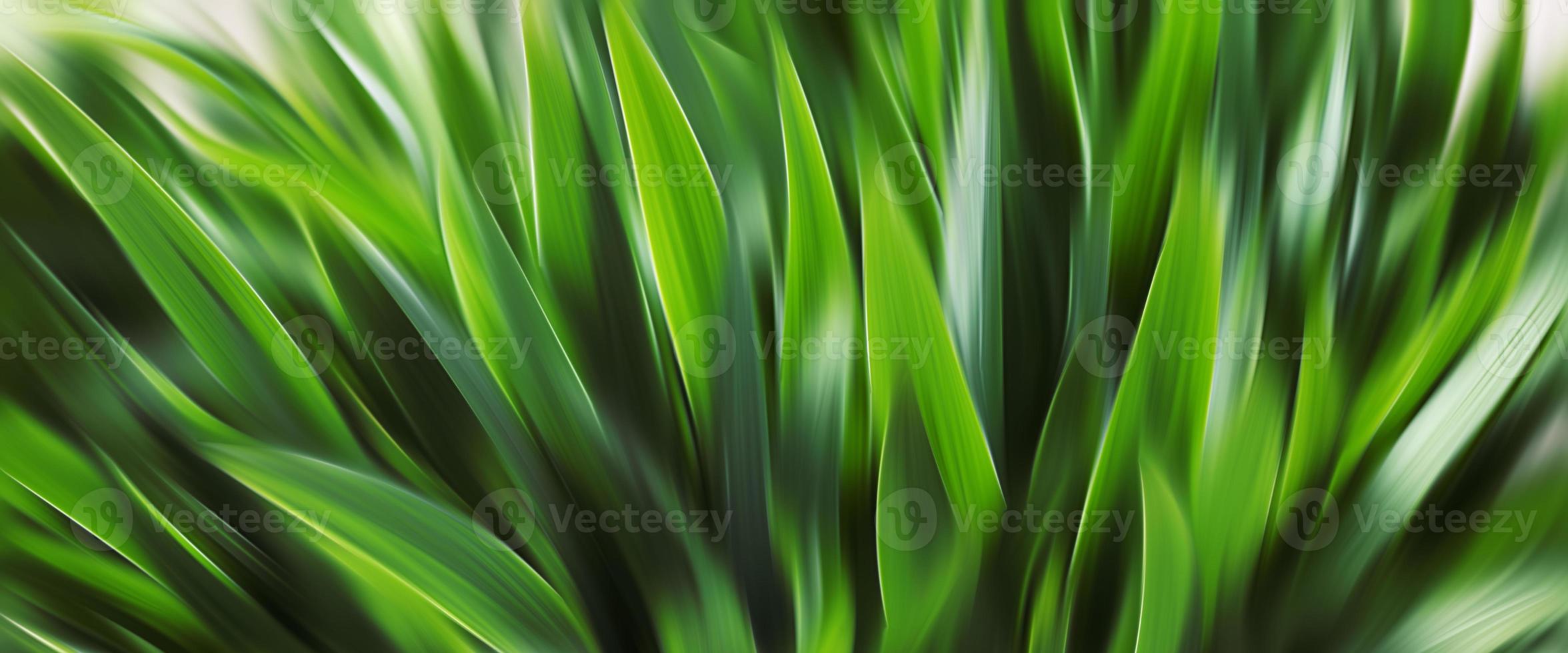 Abstract blurred green grass. photo