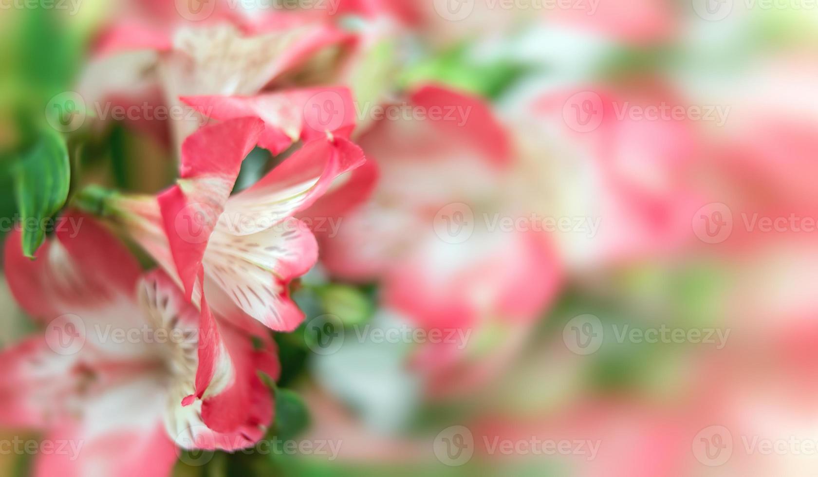 Alstroemeria flowers background photo