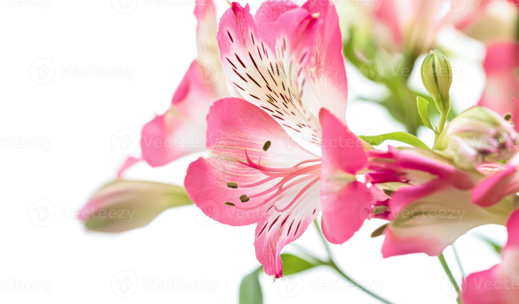 Alstroemeria flowers background photo