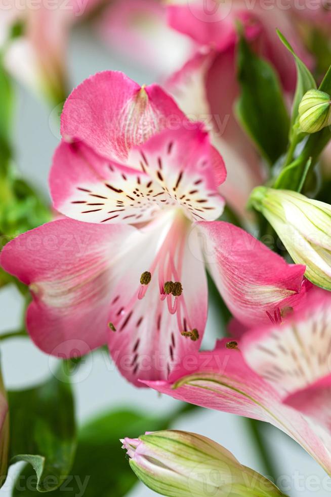 Alstroemeria flowers background 17565483 Stock Photo at Vecteezy
