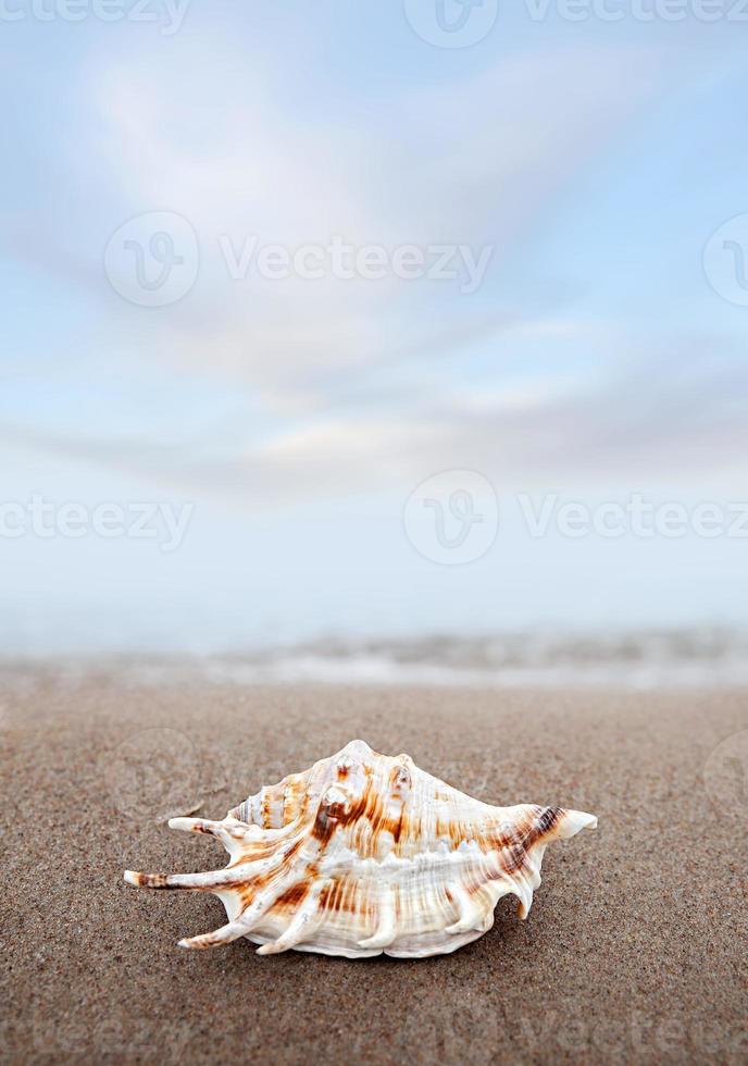 Shell on the beach photo