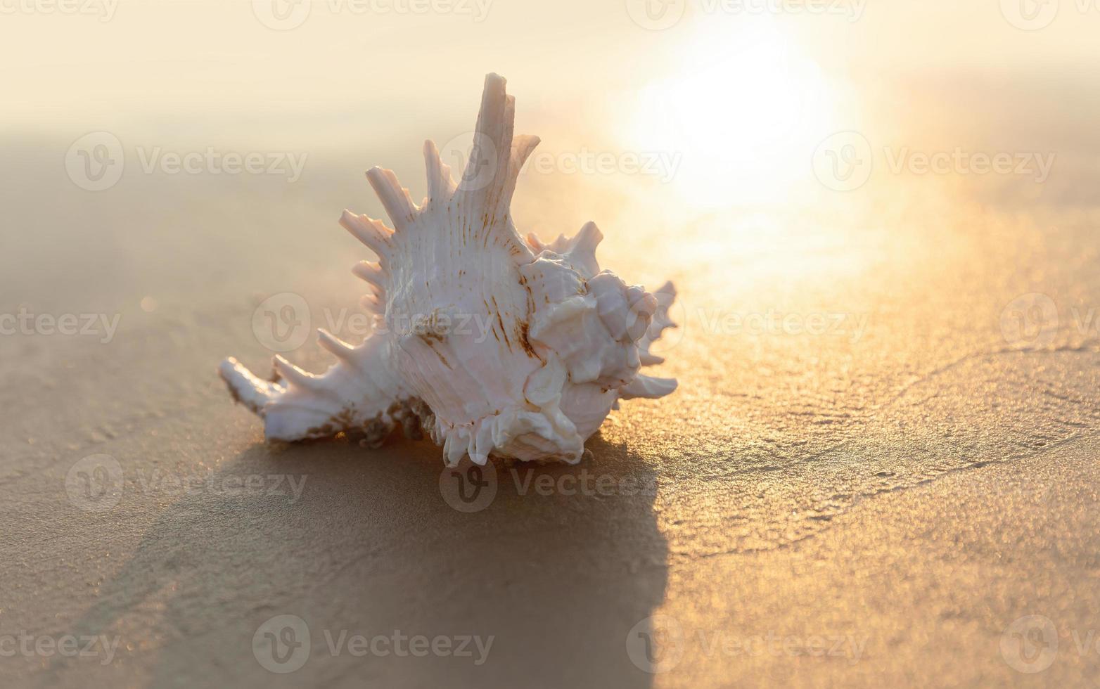 Sea shell lies on the sandy beach photo