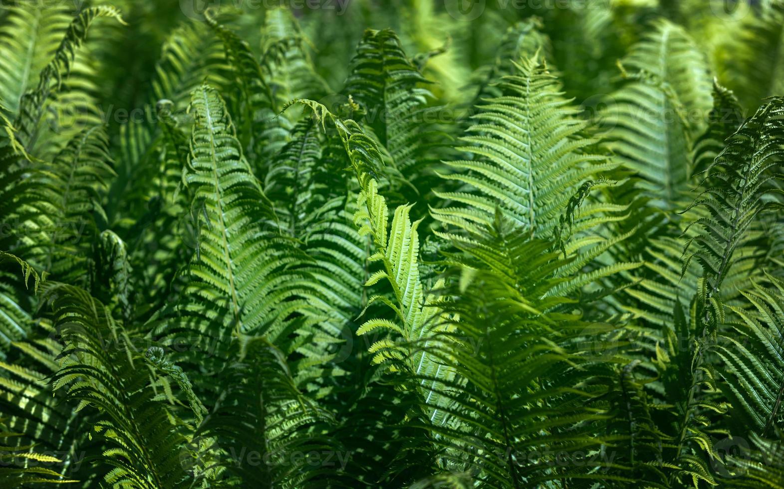 Natural floral fern background photo