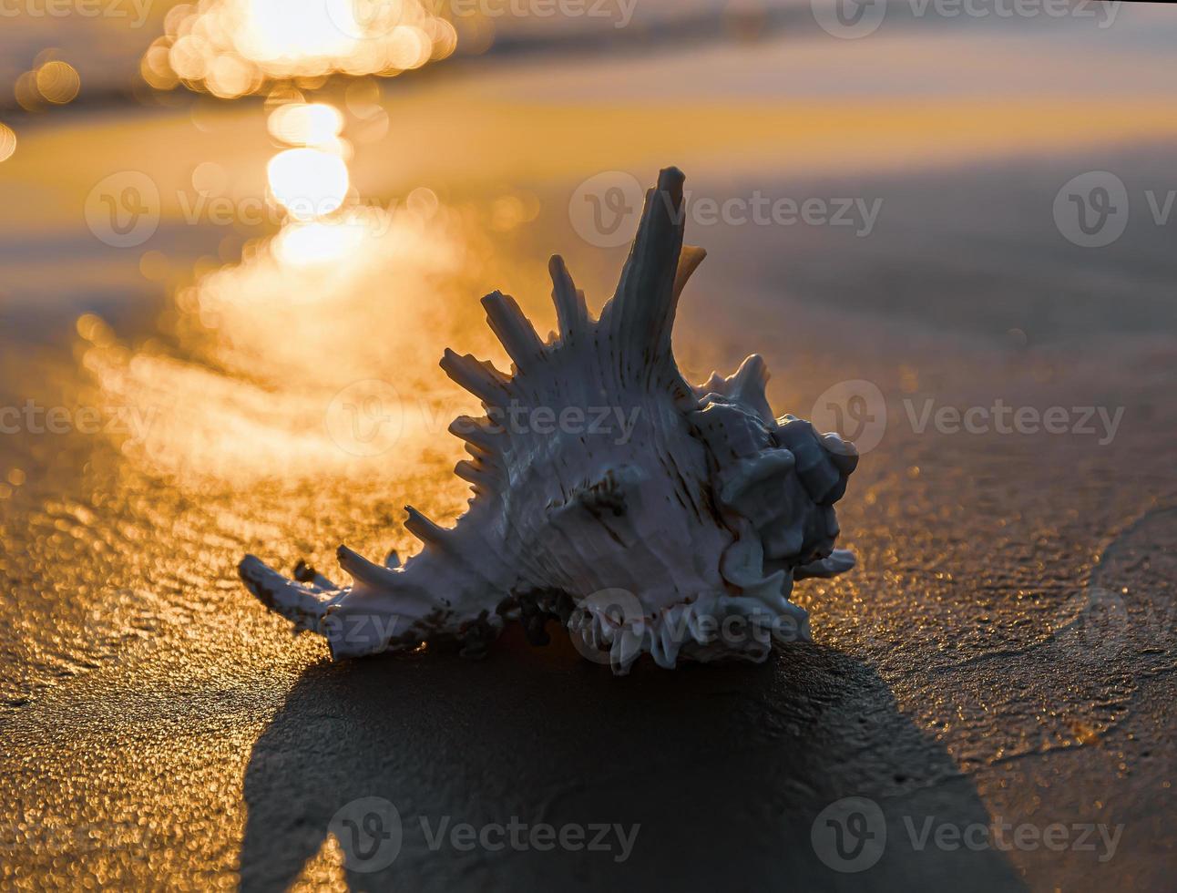 Sea shell lies on the sandy beach photo