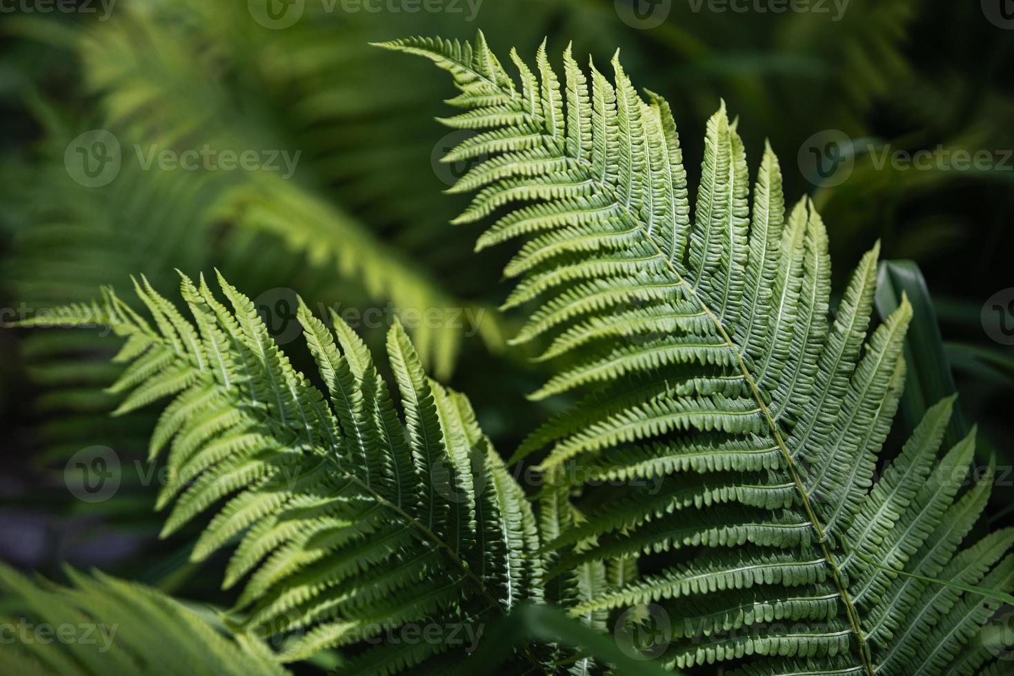 Natural floral fern background photo