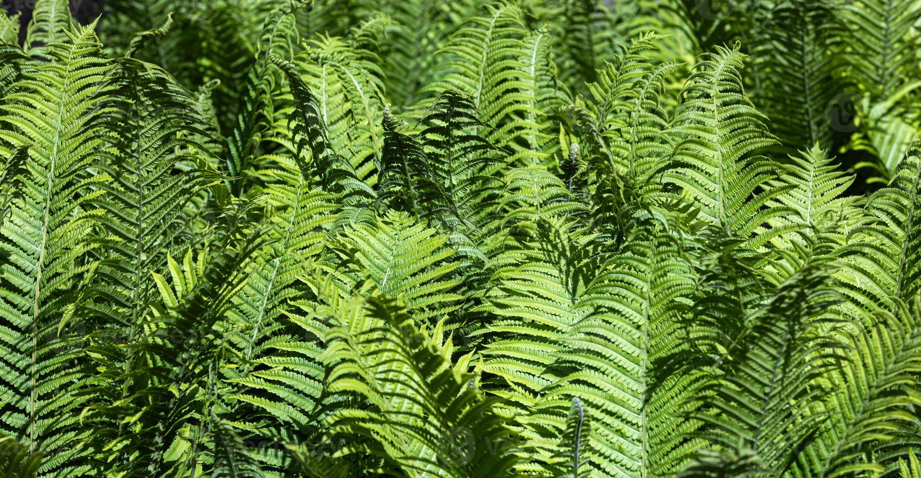 Natural floral fern background photo