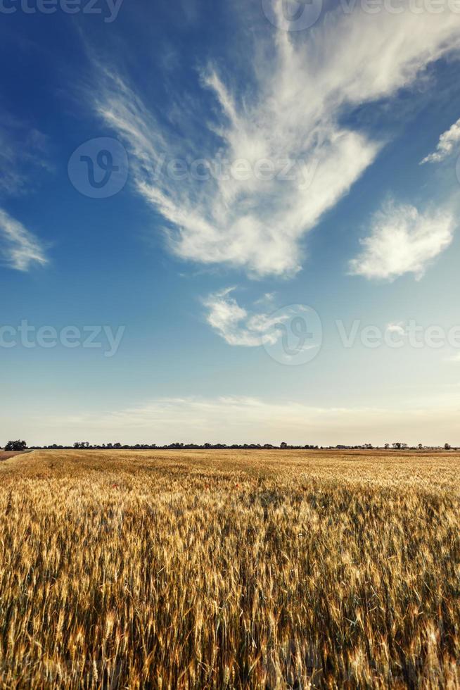 Golden wheat field photo