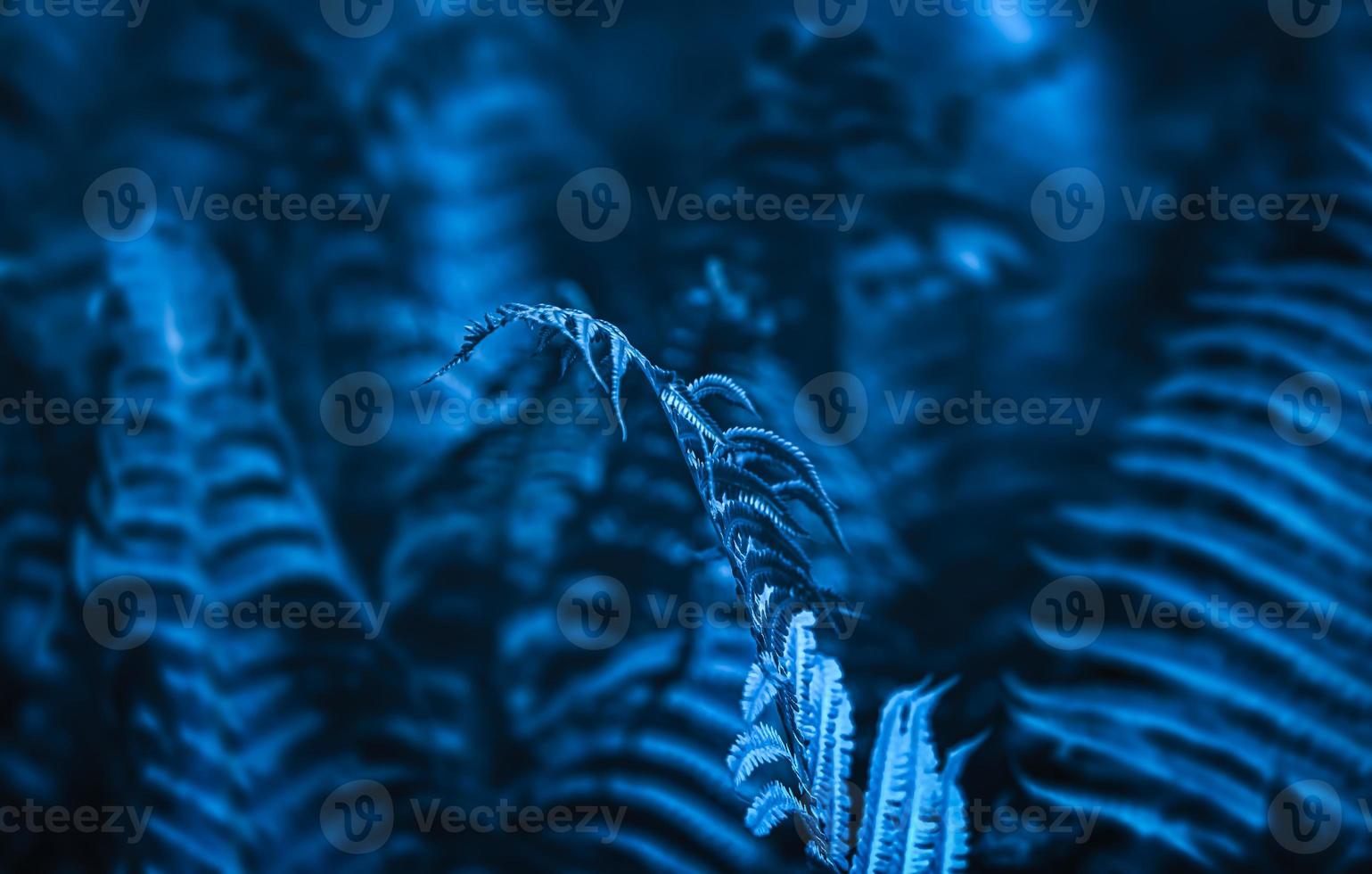 Natural floral fern background photo