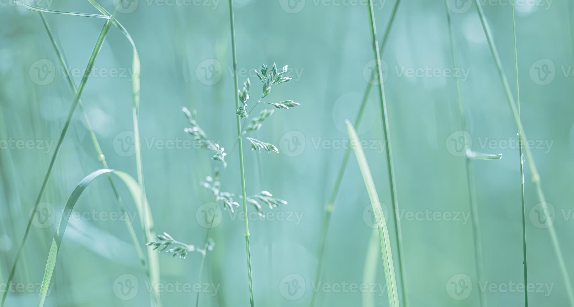 Wild grass on a sun light photo