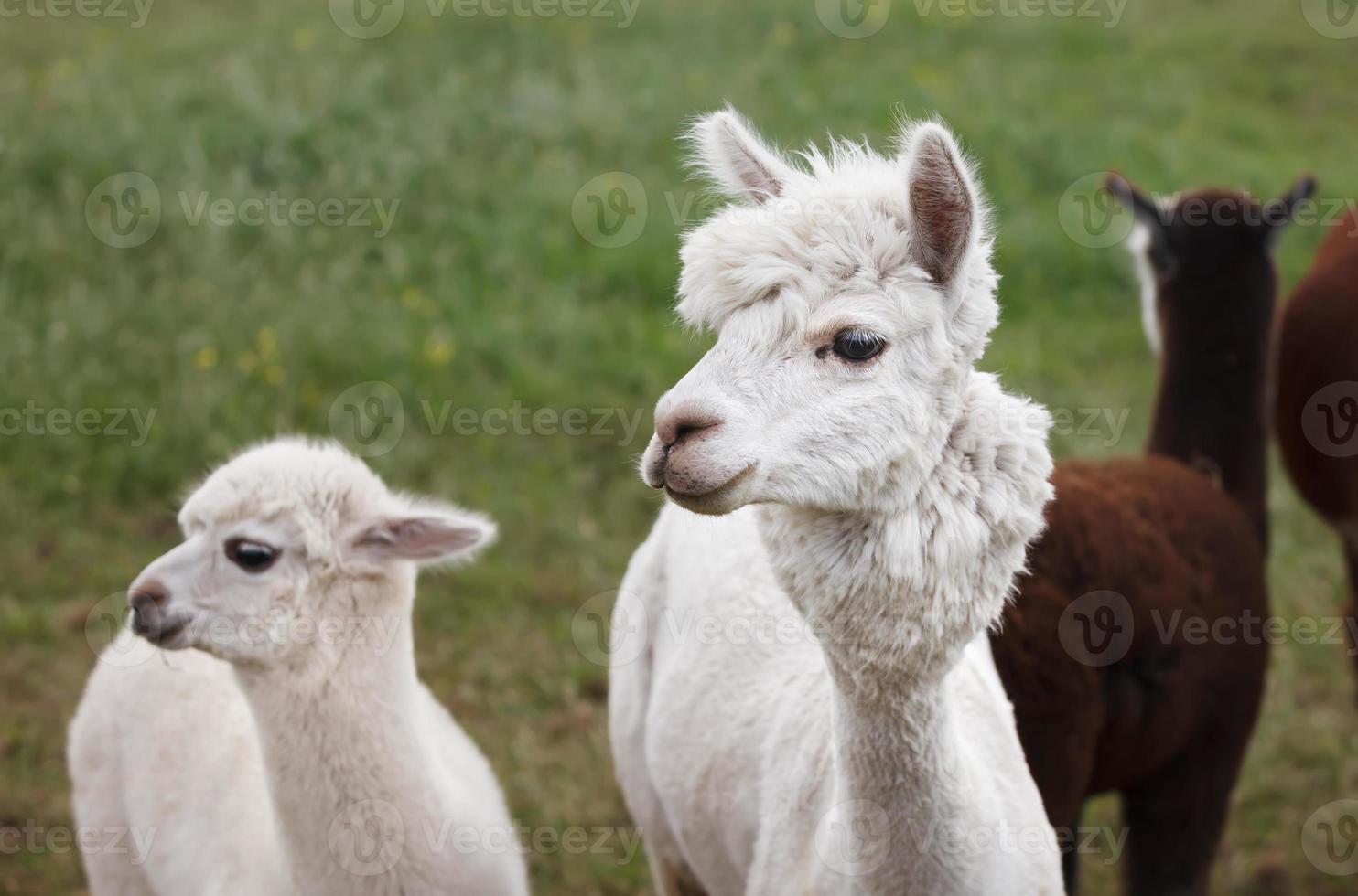 Close up of alpaca on the farm photo