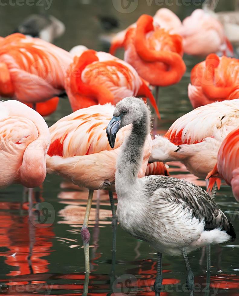 Flamingo chick in nature photo