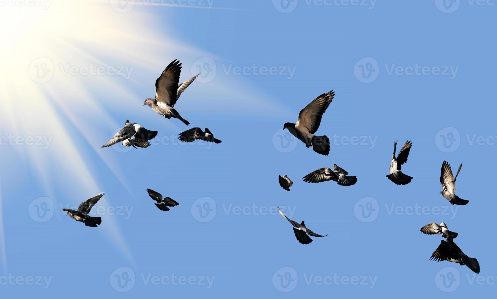 palomas volando hacia el sol foto