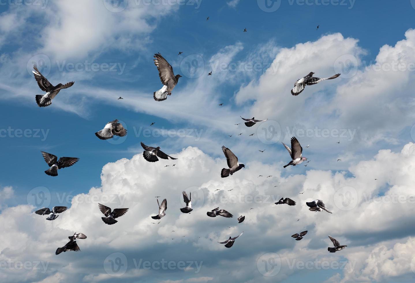 Flying pigeons against clouds and blue sky photo