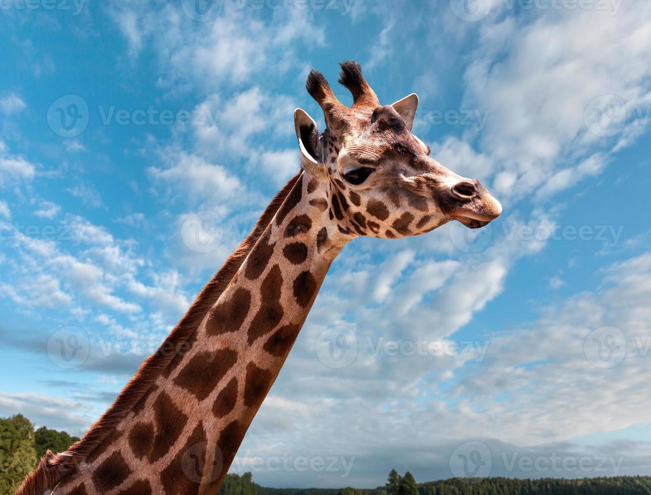 Portrait of a young giraffe photo