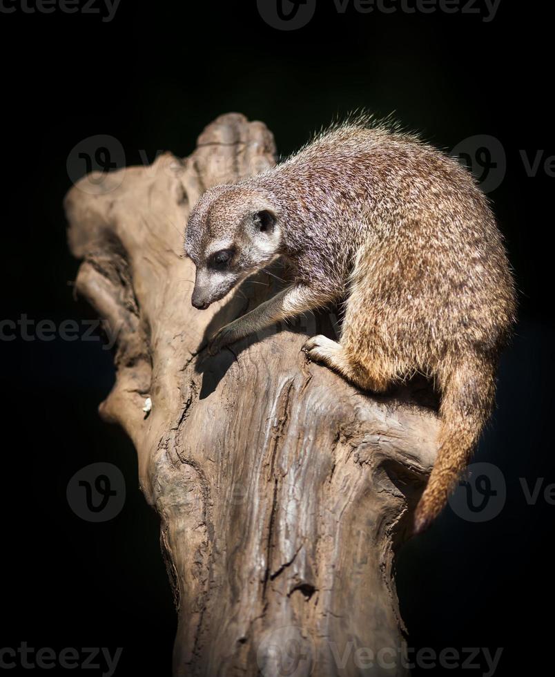Suricata suricatta on dark nature background photo