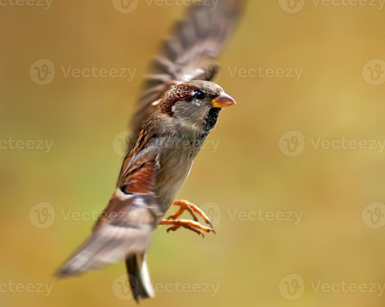 Flying Sparrow on blurred background photo