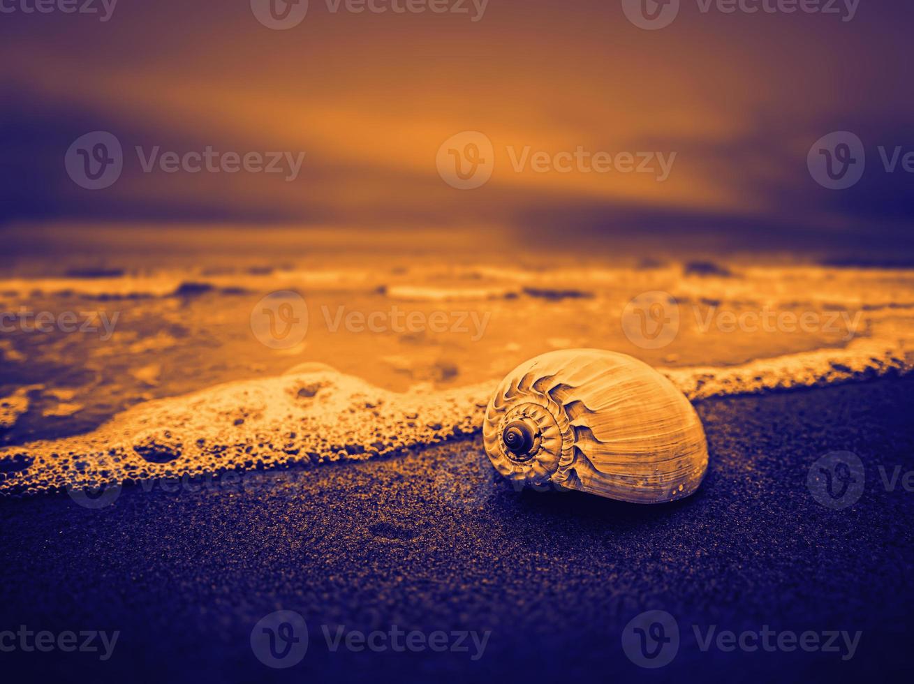 Shell on the beach photo