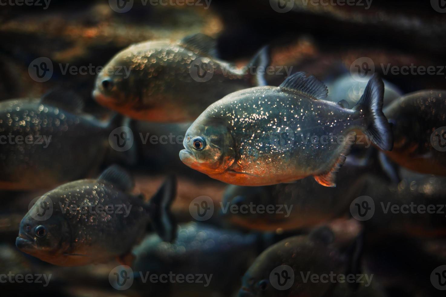 piranhas in the aquarium photo