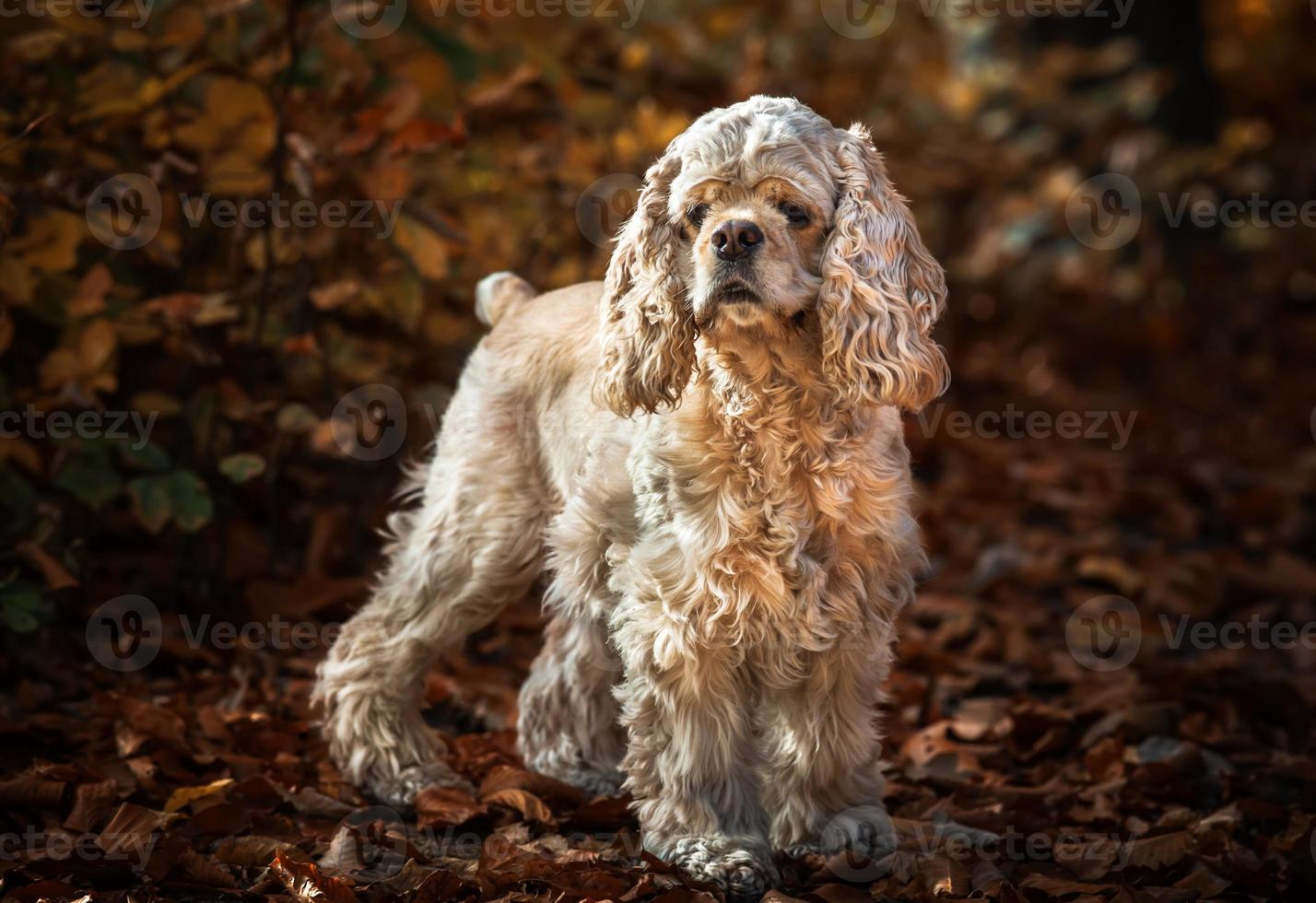 American cocker spaniel in autumn forest photo