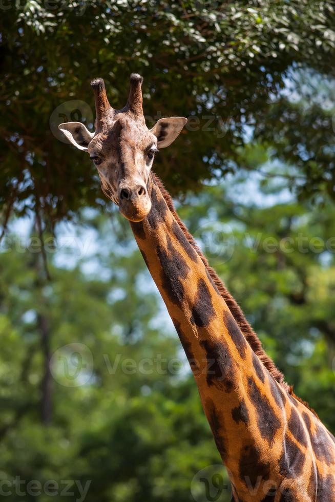 Portrait of a young giraffe photo