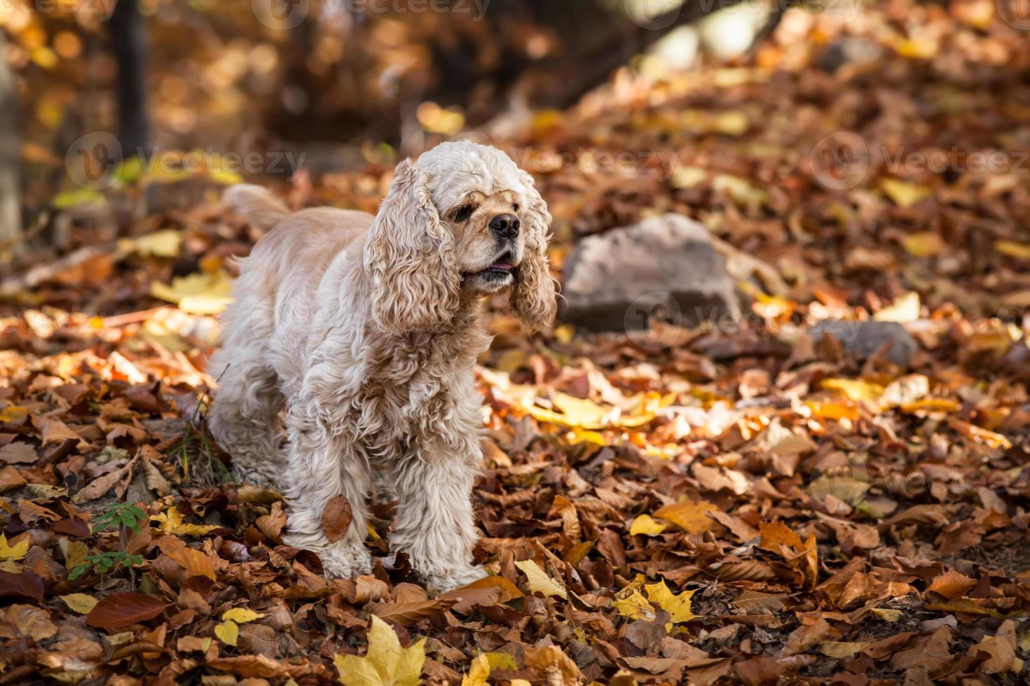 American cocker spaniel in autumn forest photo