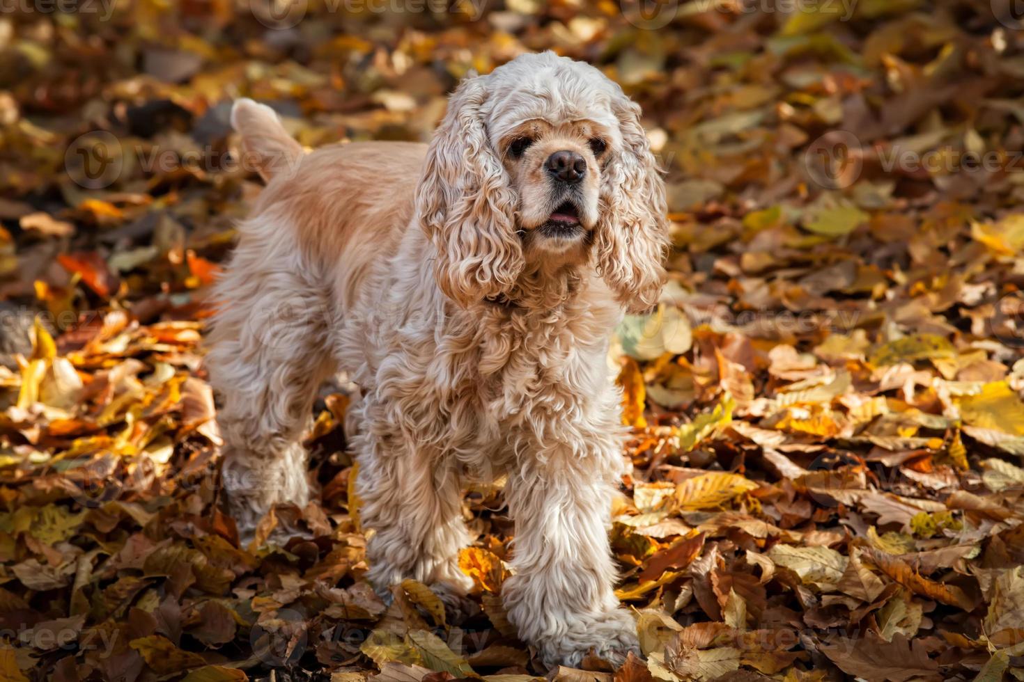 cocker spaniel americano en el bosque de otoño foto