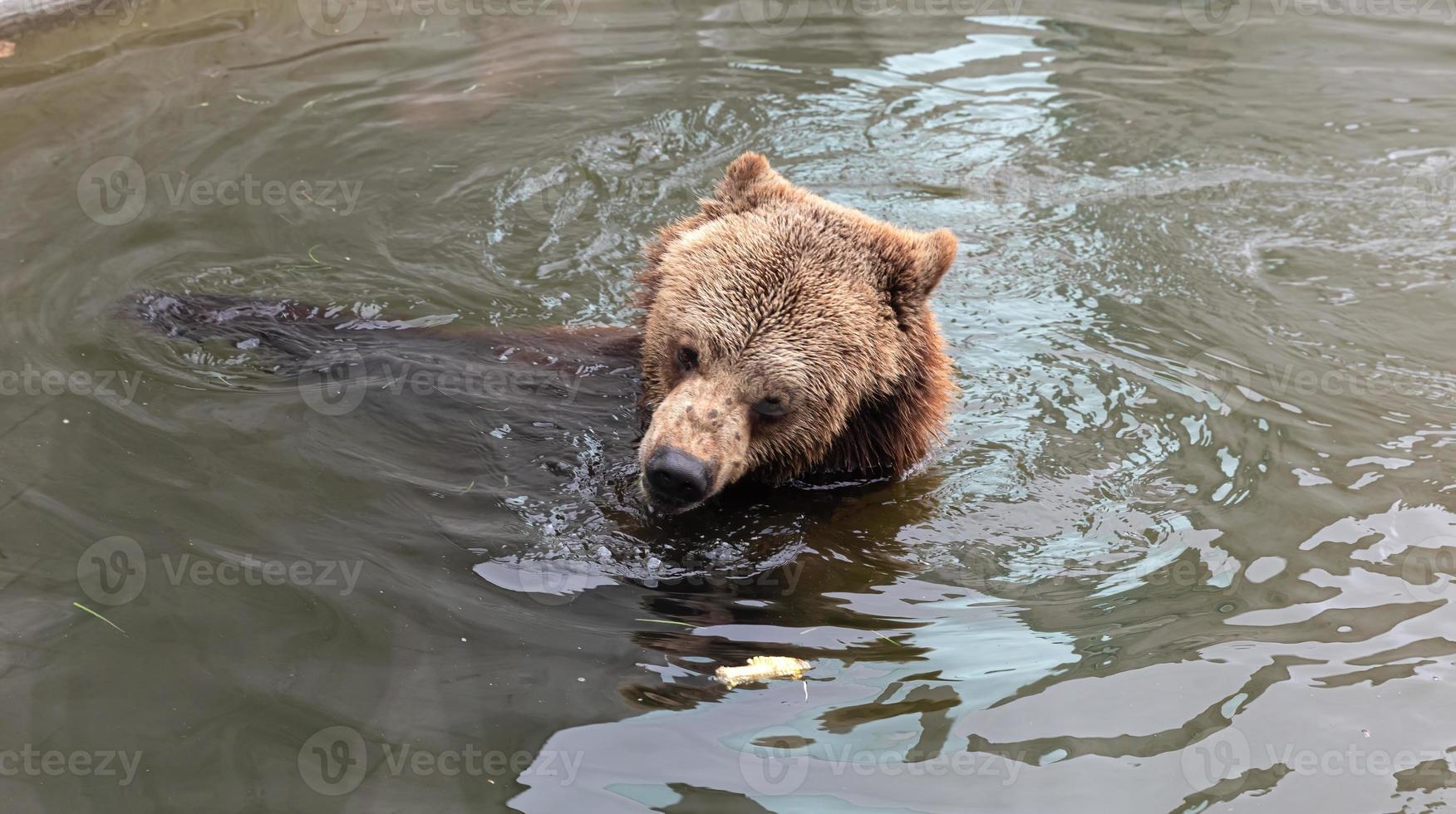 Brown bear in the zoo photo
