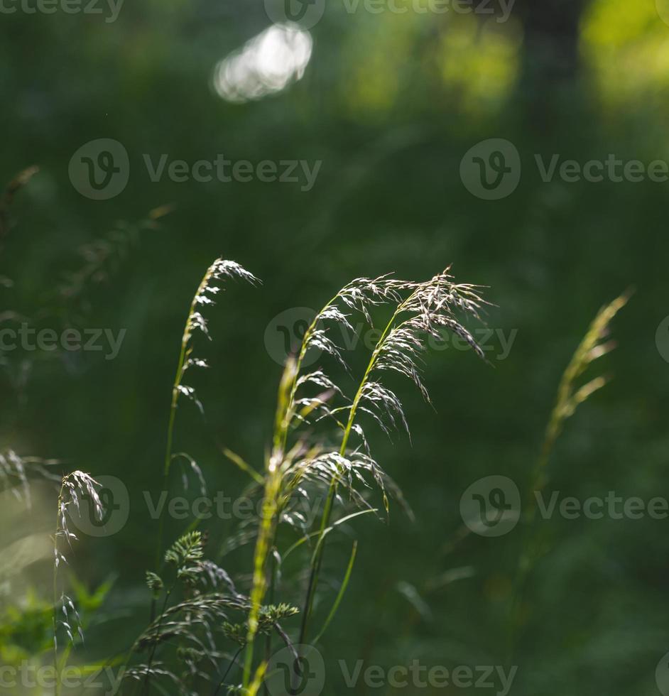 Wild grass background photo