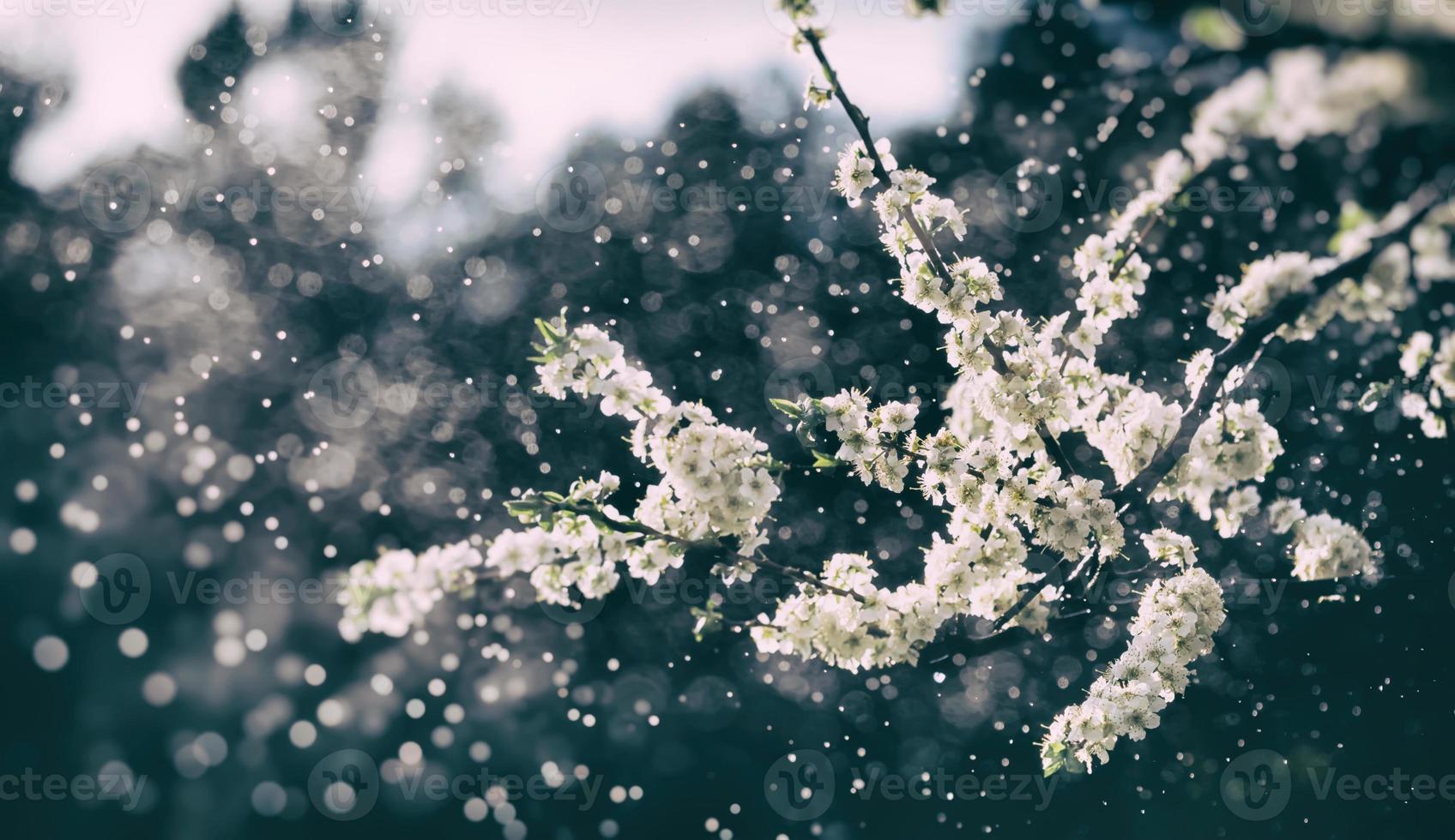 Spring rain in the garden photo
