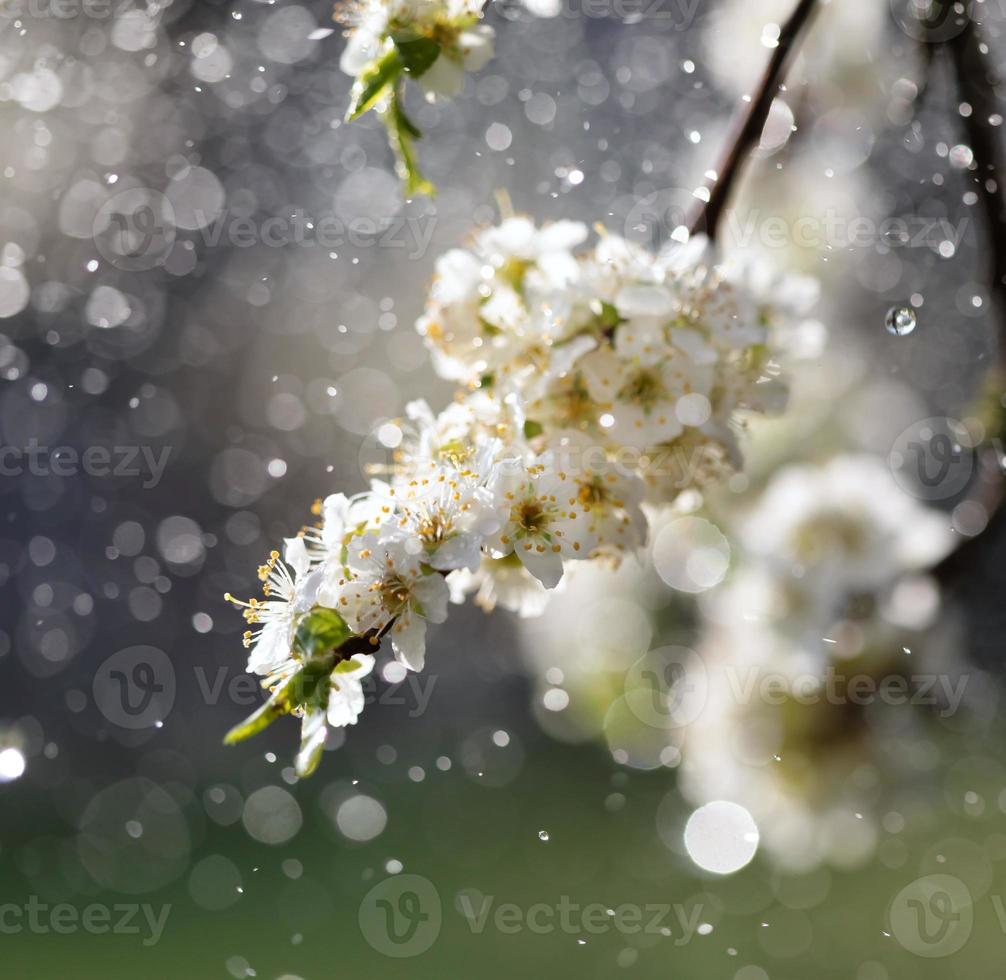 Spring rain in the garden photo