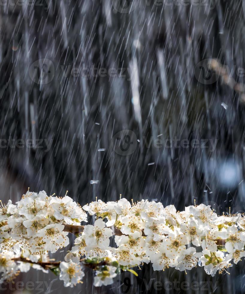 Spring rain in the garden photo