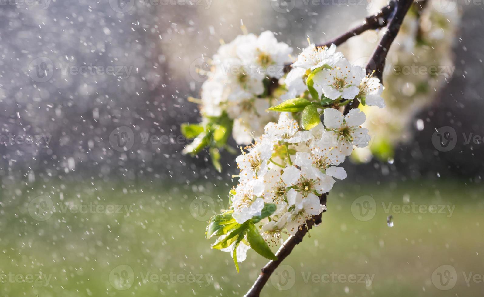 Spring rain in the garden photo