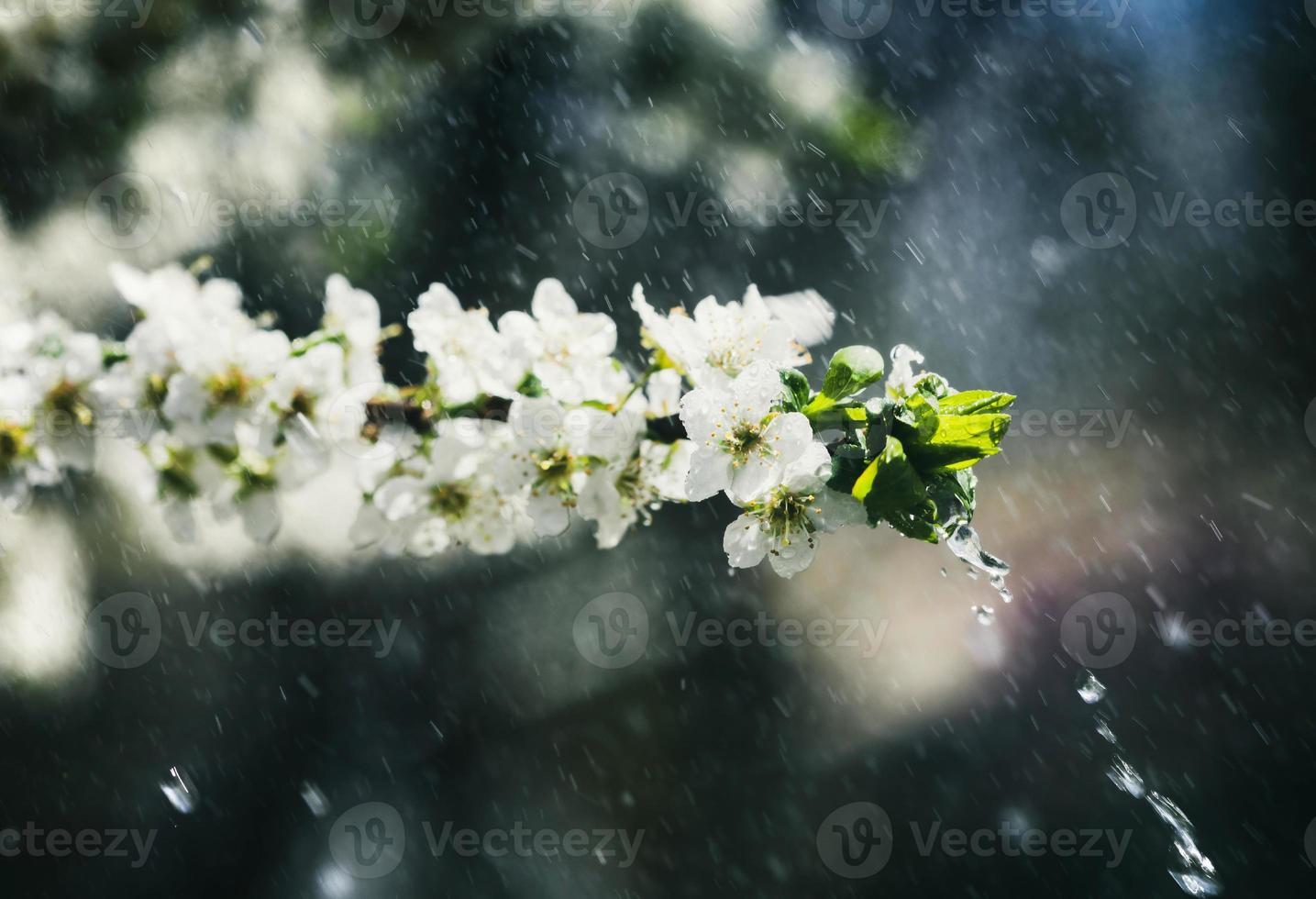 Spring rain in the garden photo