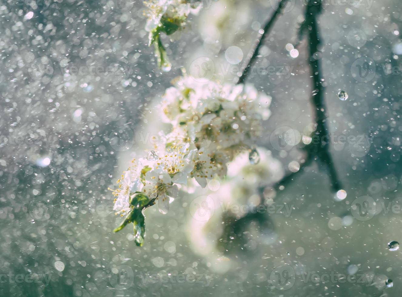 Spring rain in the garden photo