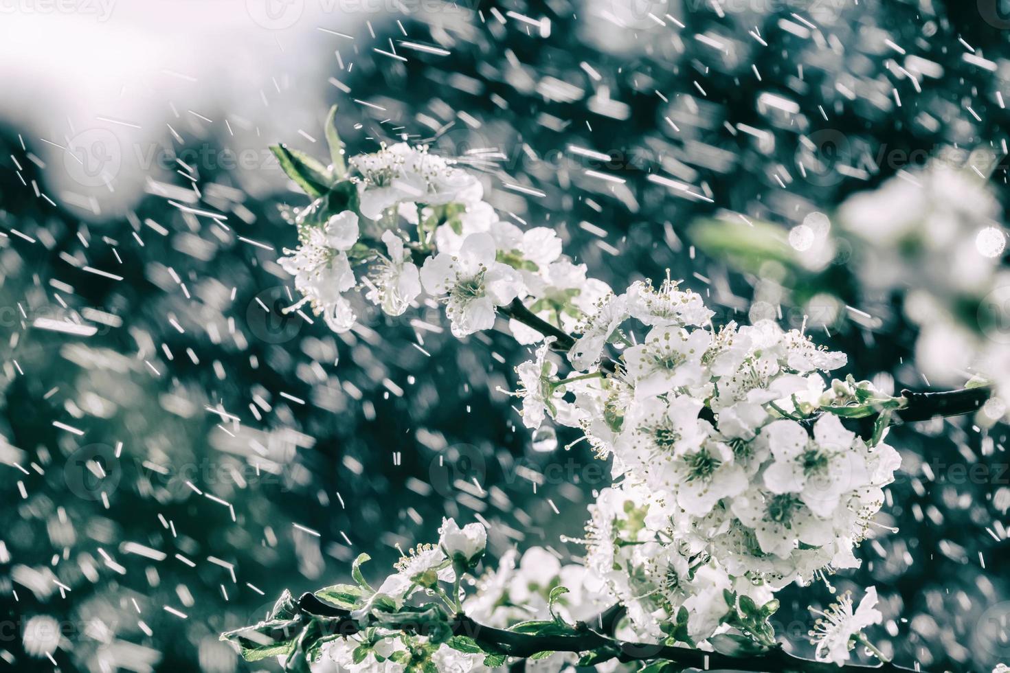 Spring rain in the garden 17565758 Stock Photo at Vecteezy