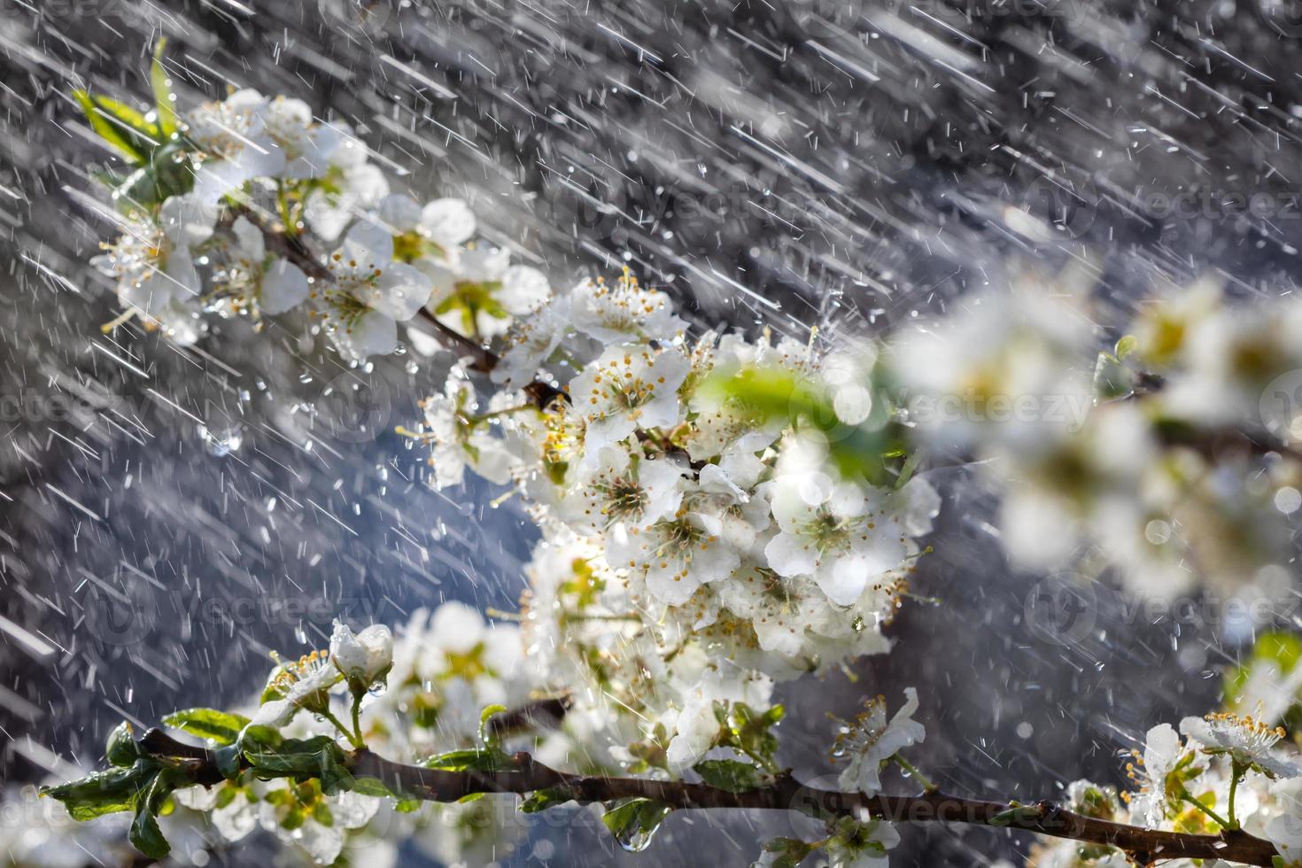 Spring rain in the garden photo