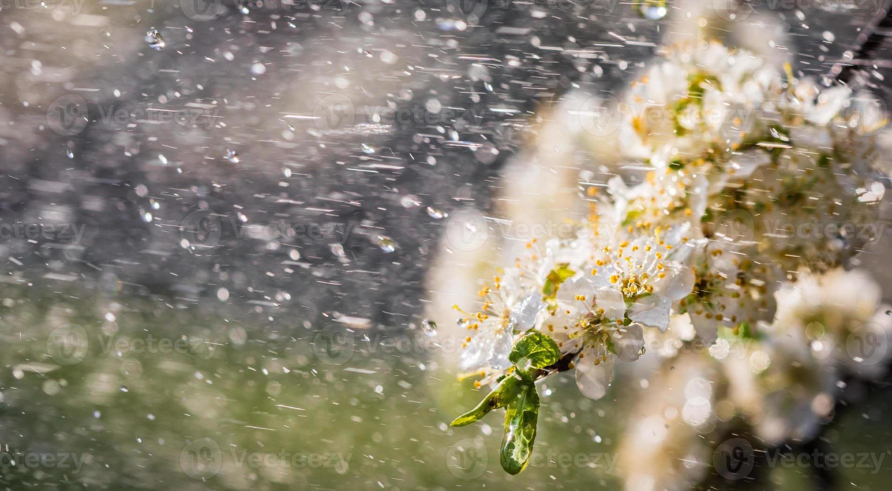 Spring rain in the garden photo