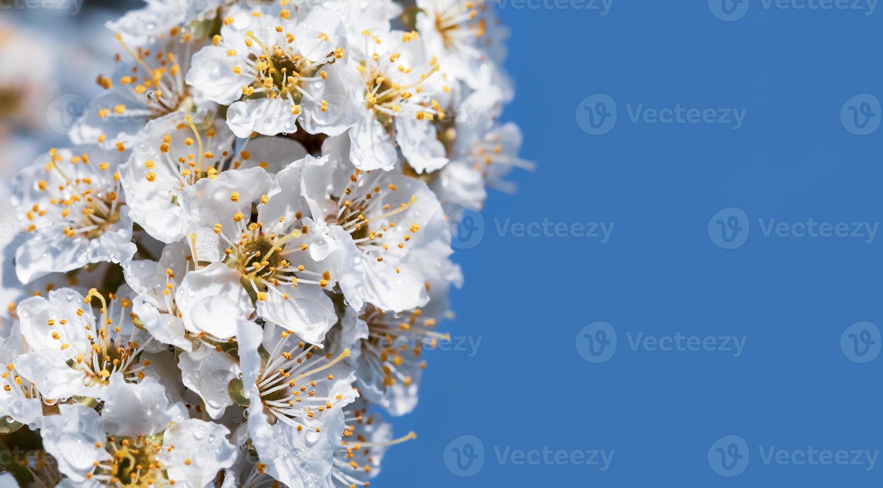 White flowers tree after rain photo