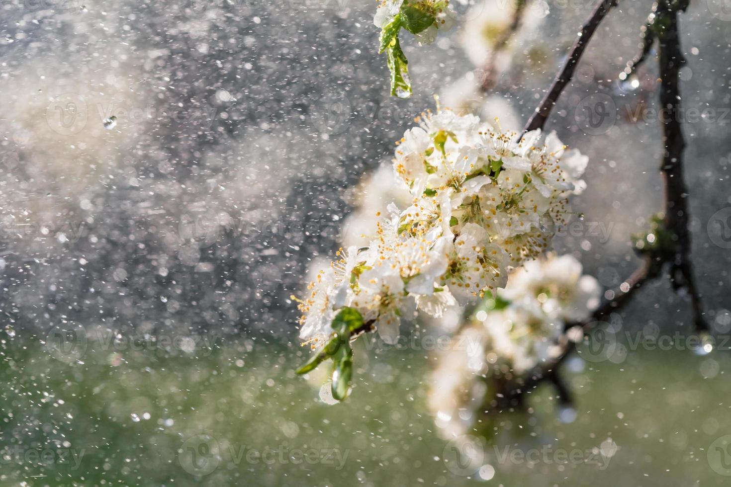 Spring rain in the garden photo