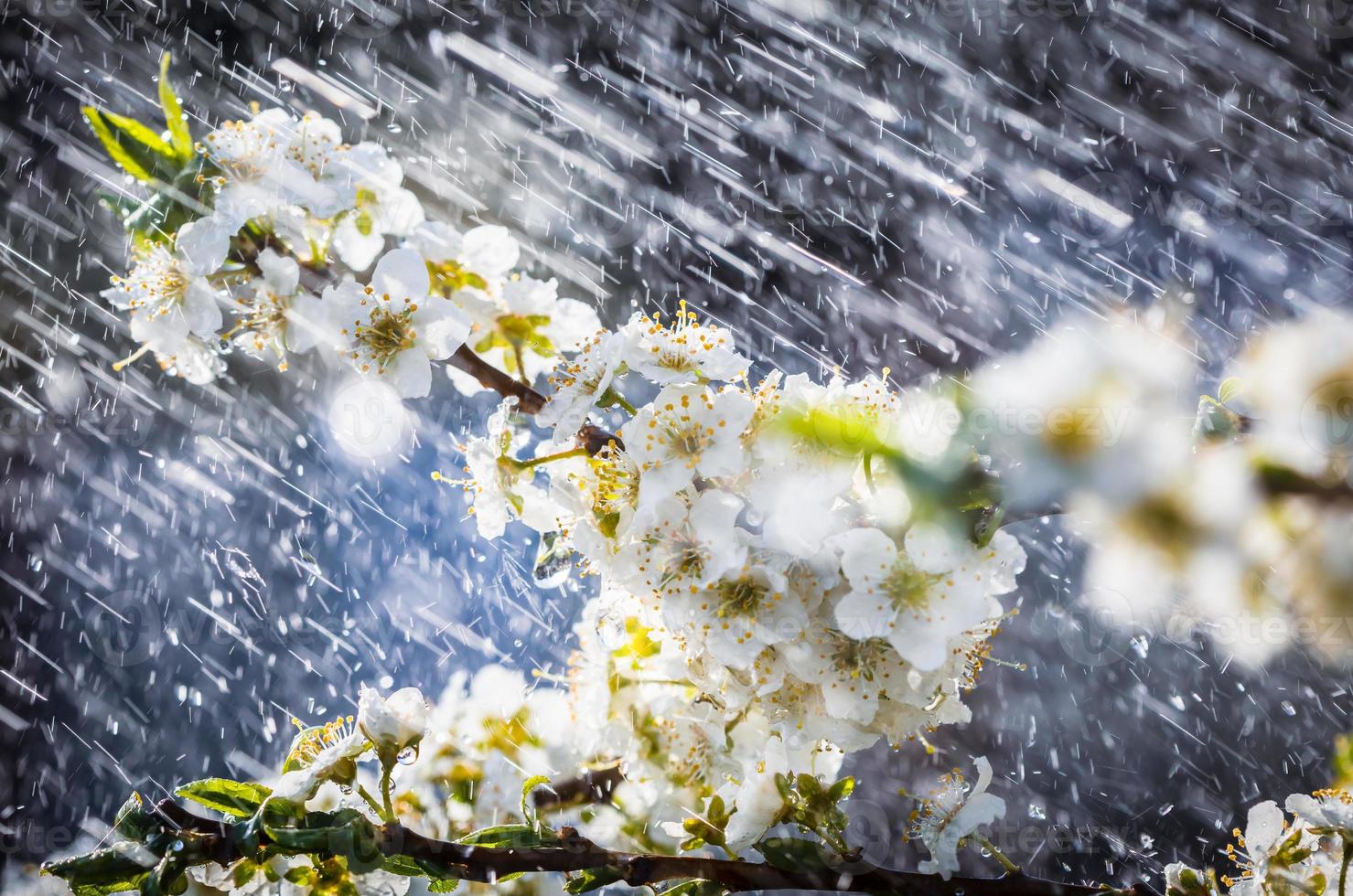 Spring rain in the garden photo