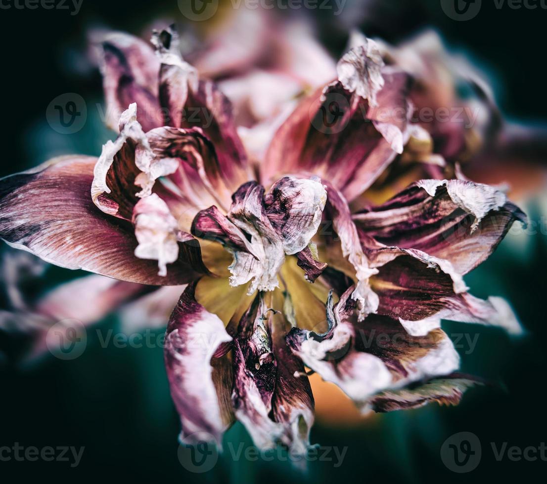 Dry tulips petals photo