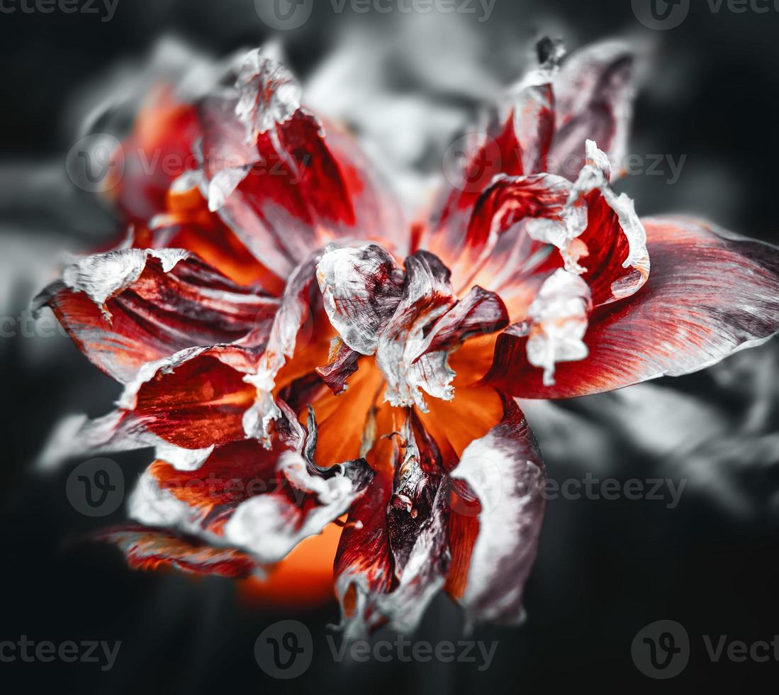 Dry tulips petals photo