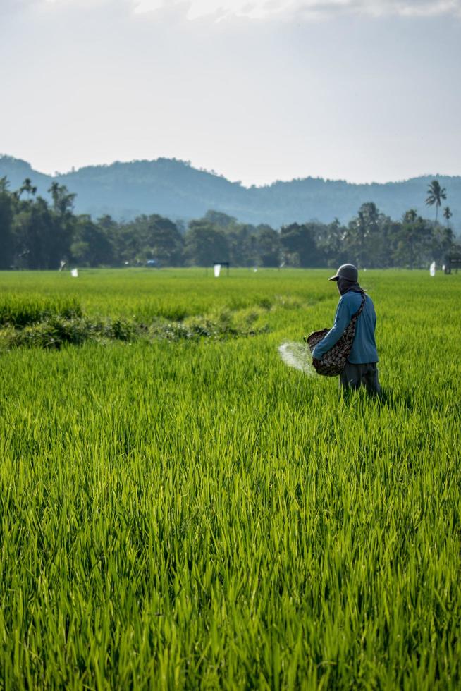 aceh besar, aceh, indonesia, 2022 - foto de un agricultor sembrando fertilizante en un campo de arroz, aceh, indonesia