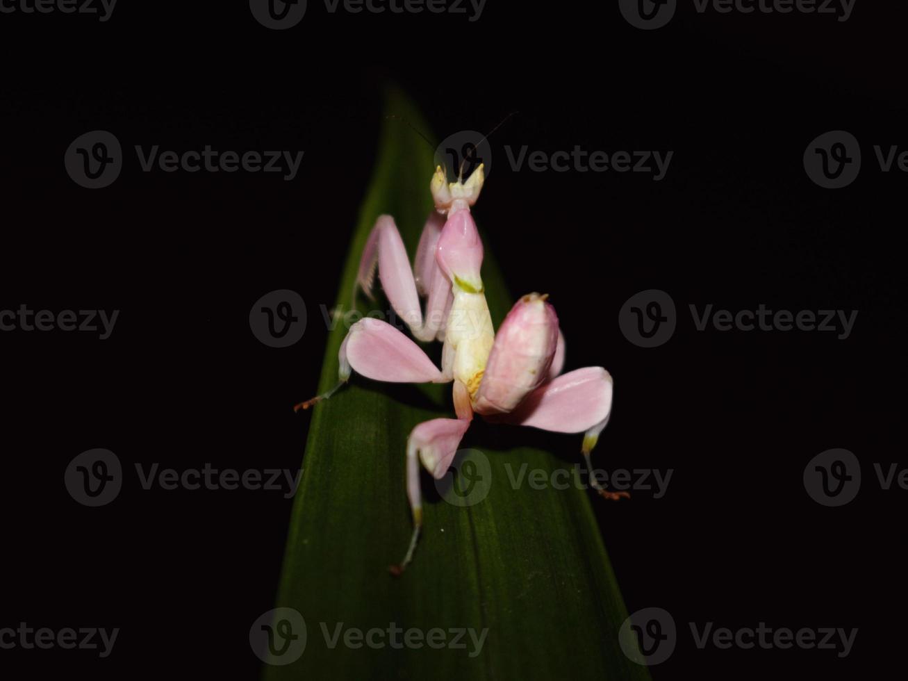 Grasshopper like flowers perched atop the tips of the leaves photo