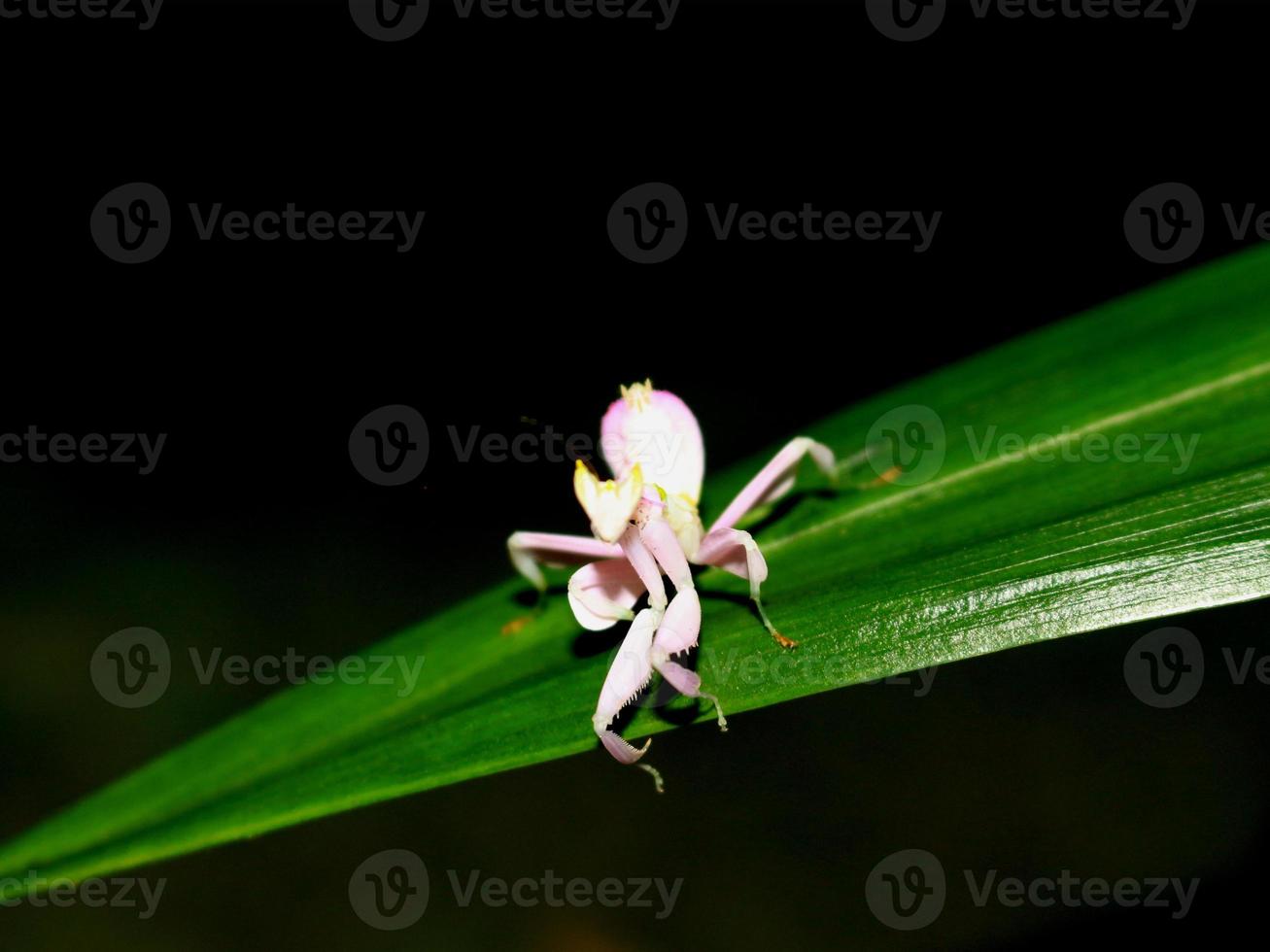 Grasshopper like antique flower perched on a leaf3 photo