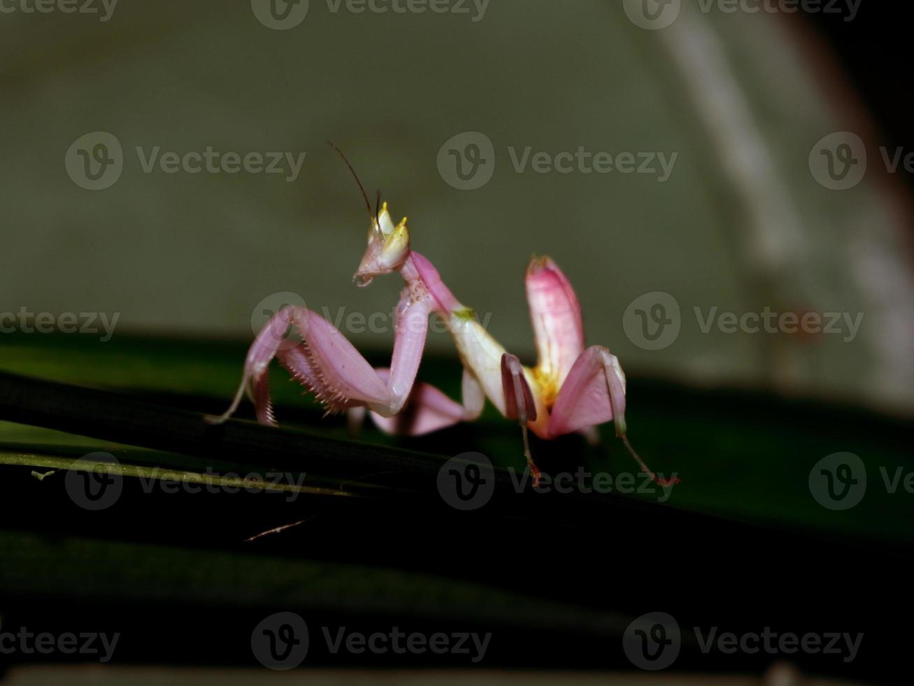 The grasshopper like a flower is walking on the leaves photo